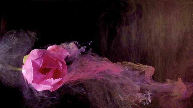 Pink bloom drifting through colored cloud, slowmotion capture of flower gliding across inkfilled water, trailing pigment wisps and billowing vapor,