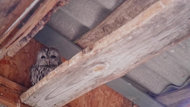 Wild tawny owl with dark eyes sitting on a wooden beam in a rustic attic under the roof