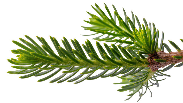 Green fir tree branch with needles