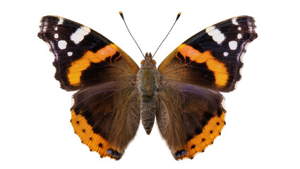Red Admiral butterfly with orange black, and white wing patterns © Julia