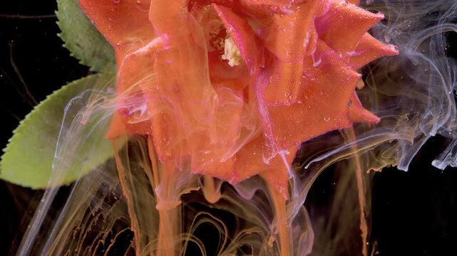 Orange rose immersed in colored ink, slow plume diffusion against black background, intimate macro of petals releasing dye and glittering droplets,