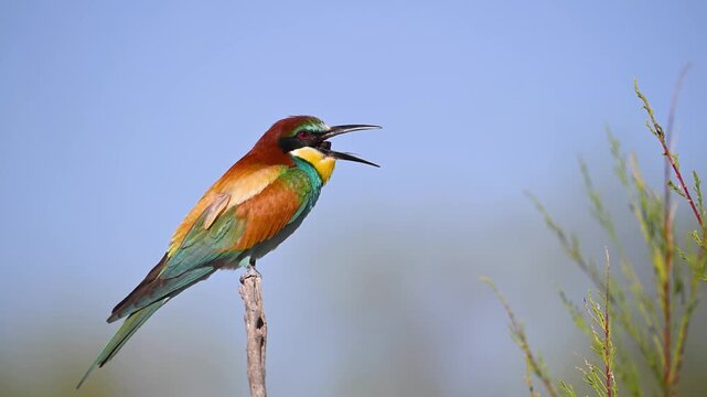 A colorful European bee-eater (Merops apiaster) perched on a branch, looking around against a clear blue sky in its beautiful natural habitat.