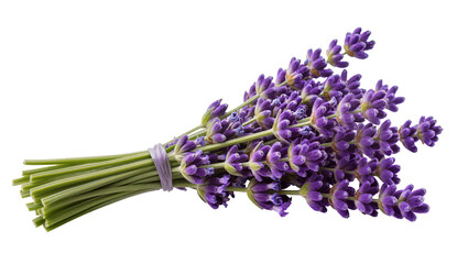 Bouquet of fresh purple lavender flowers tied with a thin band © Julia