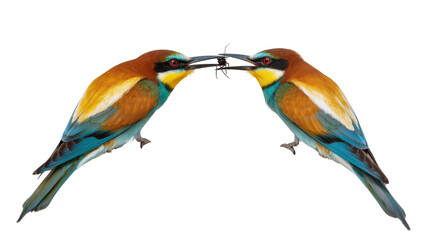 Fototapeta premium Two European Bee-eaters sharing an insect