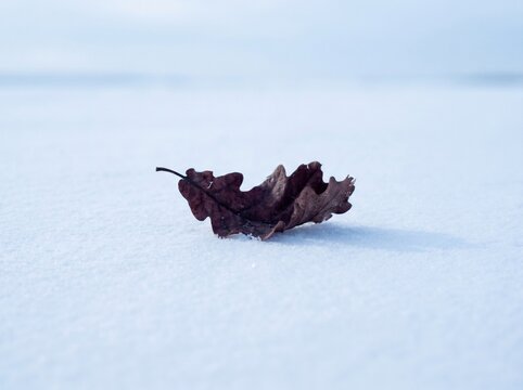 one dead leaf on ice