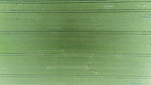 Aerial view of lush green agricultural fields with parallel tractor tracks in Sremska Mitrovica, Vojvodina, Serbia.