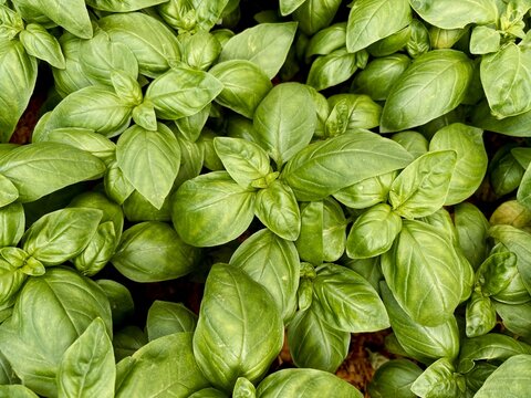 fresh green basil. close up of basil leaves - aromatic plants. view from above 