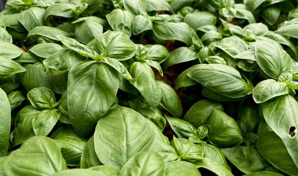 fresh green basil. close up of basil leaves - aromatic plants. view from above 