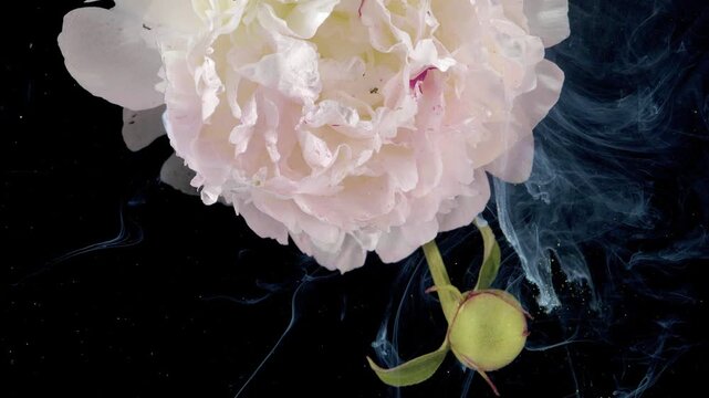 White peony cradled in blue ink cloud, pale ruffled petals contrast with deep azure plumes, striking macro for minimalist beauty and editorial use.