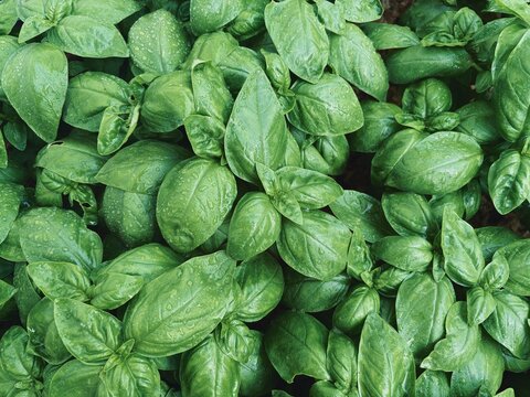 fresh green basil. close up of basil leaves - aromatic plants. view from above 