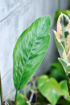 Variegated Galangal , Variegated Shell Ginger or ZINGIBERACEAE or Alpinia sandrerae or Alpinia zerumbet Variegata or bicolor plant or yellow and green leaf