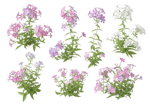 Collection of phlox paniculata flower clusters with pink, purple, and white petals, isolated on a solid black background, for botanical