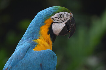 Fototapeta premium Close up head the Blue macaw parrot bird in garden
