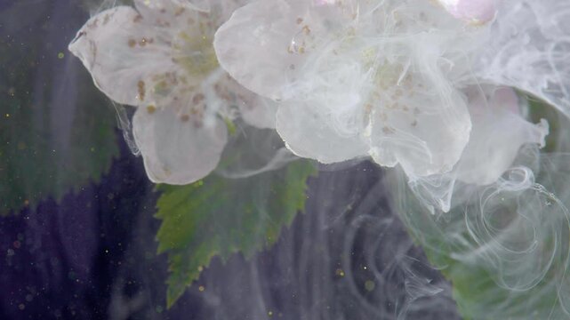 Close up blossoms enveloped in vapor soft pink petals, visible stamen, green leaf peeking, translucent white ink clouds, intimate perfume commercial