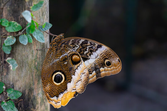 Papillon tropical g&eacute;ant aux motifs d&rsquo;yeux pos&eacute; sur un tronc d&rsquo;arbre &ndash; gros plan en milieu naturel
