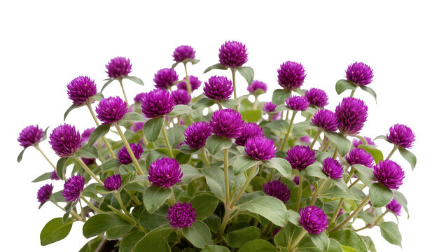 Globe Amaranth flowers with green leaves
