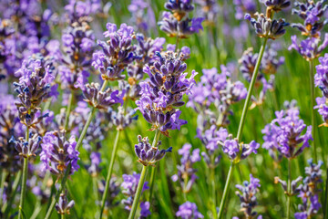 Obraz premium Lavender plants grow in a field during bright daylight hours in a rural setting