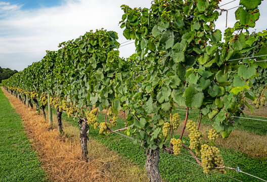 Rows of green grapes at a vineyard
