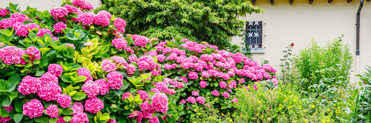 Obraz premium Bright pink flowers bloom in a garden near a house during daytime in spring with green plants around