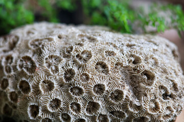 Detailed view of a dry white sea coral skeleton fossil with intricate natural star patterns and green plants in the blurred background. © Jumain