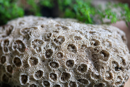 Detailed view of a dry white sea coral skeleton fossil with intricate natural star patterns and green plants in the blurred background.