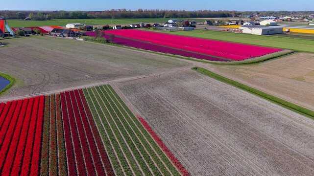 High-angle aerial drone shot of a diverse agricultural patchwork landscape featuring vibrant red, pink, and purple flower fields separated by dirt roads and rural houses in the Netherlands.