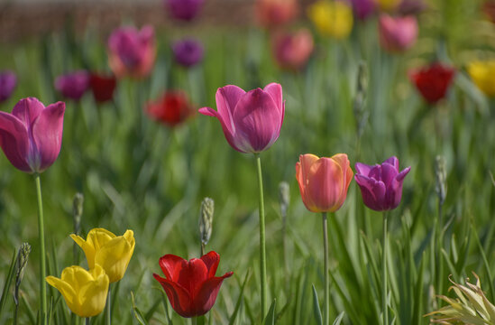 Beautiful multicolored tulips growing in a spring garden. The photograph features pink, yellow, red
and purple tulips highlighted by natural light and artistic background blur, symbolizing renewal, jo
