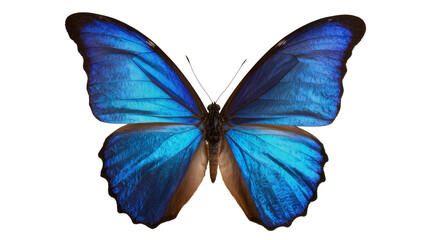 Blue Morpho Butterfly with Iridescent Wings © Luca