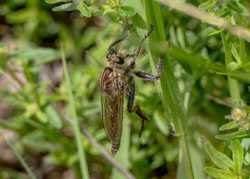 Giant robber fly Promachus hinei perched on green grass