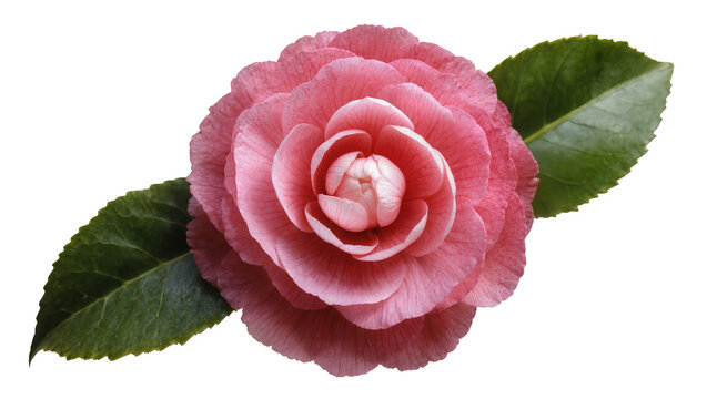 Pink Camellia Flower with Green Leaves