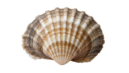 Scallop seashell with brown and white stripes © Luca