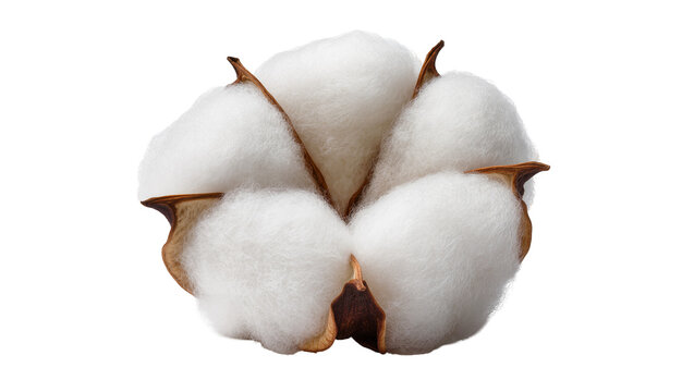 Cotton boll with fluffy white fibers and brown sepals