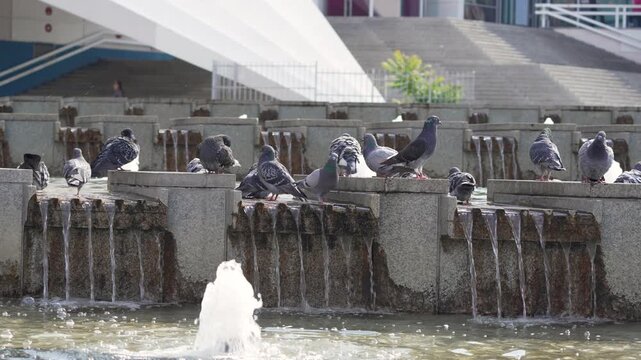 Rock pigeons gather on a tiered city fountain in central Berlin. Water cascades over stone edges as the flock rests beside modern architecture.