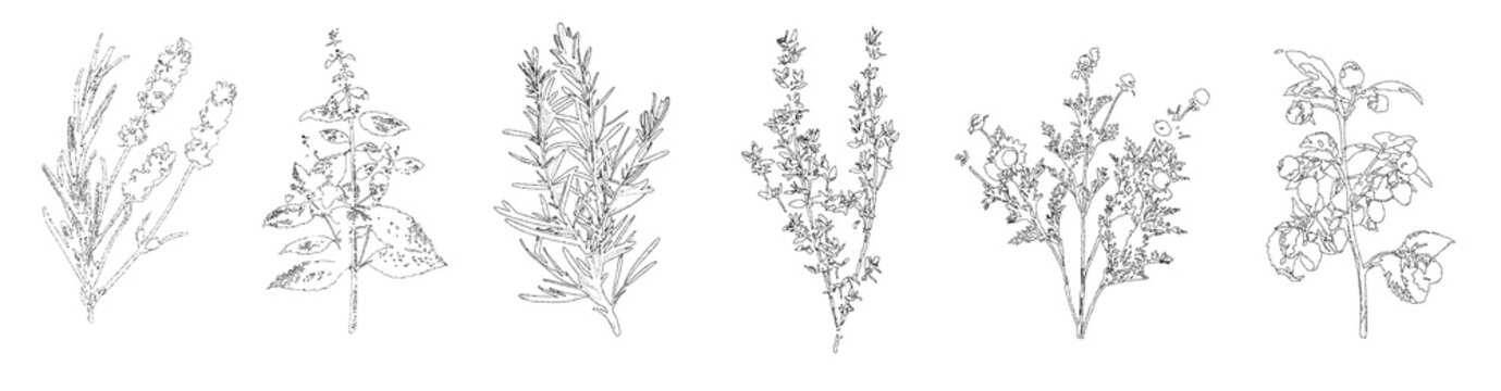 Set of botanical plants isolated on transparent background