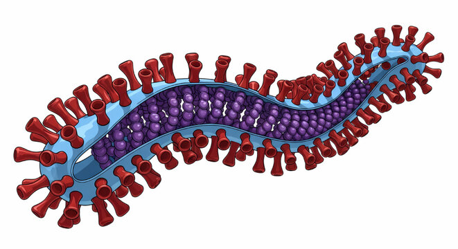 Illustration of Ebola virus pathogen structure