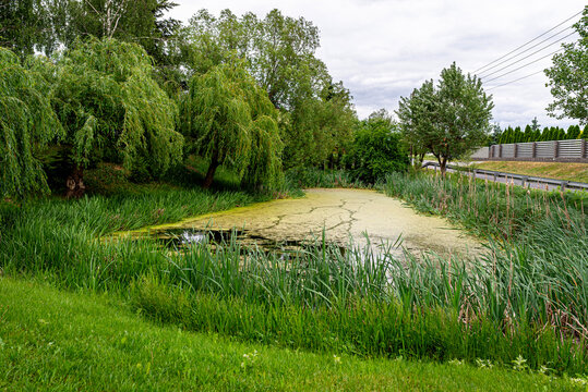 Pond with green water, willow trees, and reeds