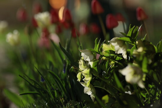 街灯に照らされた花が輝く真夜中の花壇