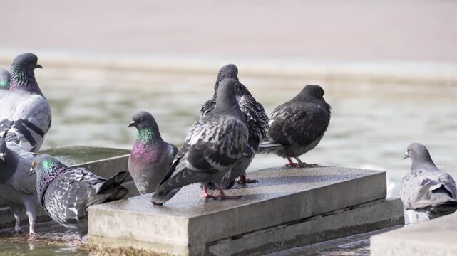 Rock doves, also called Columba livia, rest on a stone fountain ledge beside pale water. This close video preview shows urban birds, soft light, feathers, and city wildlife.