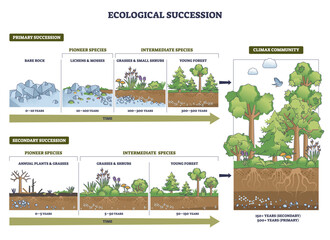 Obraz premium Ecological succession brief outline shows change from bare rock to climax forest over time, key objects, rocks, grasses, trees. Outline diagram