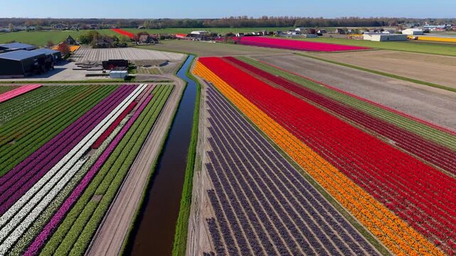 Beautiful aerial drone shot looking along a straight water canal separating patchwork fields of colorful blooming red, orange, purple, and white tulips in the Netherlands.