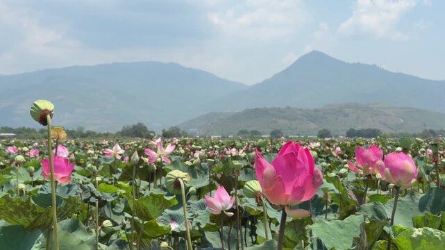 A wide field of blooming lotus flowers stretches toward distant mountains and rural surroundings, forming a vibrant natural view. Seasonal bloom