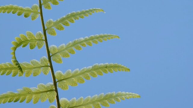 Inquadratura molto ravvicinata di fronda di pianta di felce su sfondo azzurro