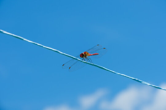 Close up of a red dragonfly perched on a wire under a clear blue sky with extensive copy space for text
