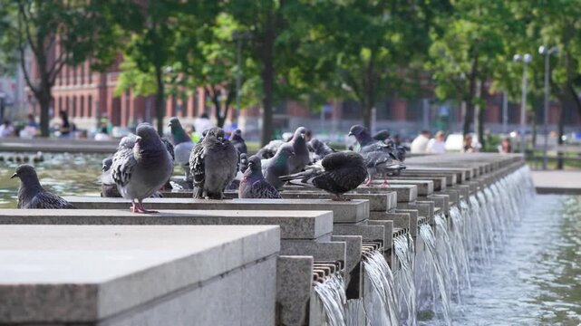A flock of rock doves, Columba livia, lines a cascading stone fountain in Berlin. The preview shows flowing water, city trees, bird activity, and a calm urban park setting.