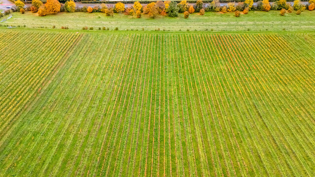 Aerial view of vineyard rows with autumn foliage and colorful trees bordering a field in Crans VD, Vaud, Switzerland.