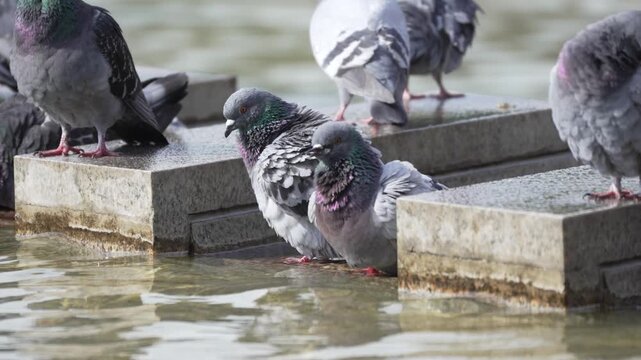 Rock doves, Columba livia, stand and bathe on stone blocks at a city fountain. This preview captures iridescent feathers, shallow water, and quiet urban bird behavior.