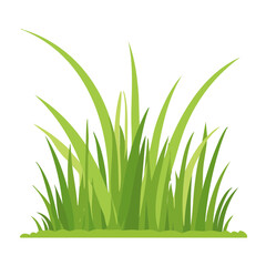 Fototapeta premium Green grass illustration
