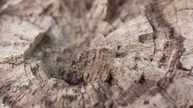 Texture of a wooden sawn close-up