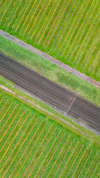 Aerial view of railway tracks passing through lush green vineyards with diagonal rows and a narrow path Crans VD, Vaud, Switzerland.