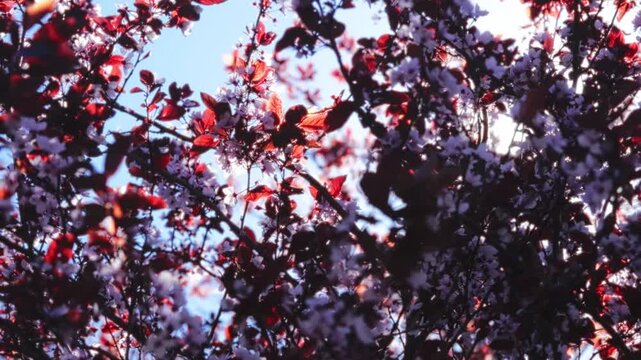 Beautiful cherry blossom branches with dark red leaves and pink flowers against a blue sky. Bright sun shining through creates sharp anamorphic starburst lens flares in a cinematic spring scene